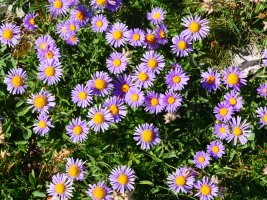 Aster alpinus, Lapazarrako bizkarrean