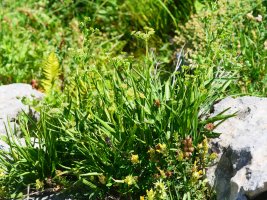 Bupleurum angulosum, Lapazarrako bizkarrean