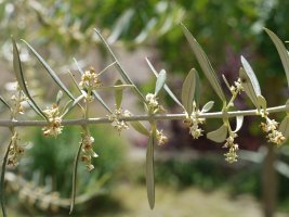 Olea europaea Eraul herrian