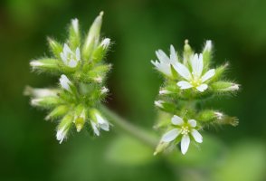 Cerastium glomeratum
