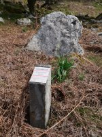 Malete zutarria, Bera