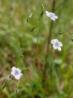 Linum bienne, Astigarraga aldean