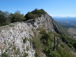 Mendebaldko gandorra, Arrondoa