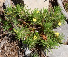 Ajuga chamaepitys Trueno mendiaren hegoaldeko hegian
