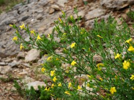  Jasminum fruticans Bintze aldean