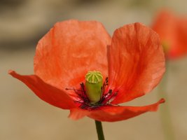 Papaver dubium, Txoritokieta aldean