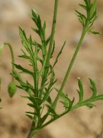 Papaver dubium, Txoritokieta aldean