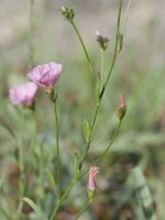 Convolvulus cantabrica Irunberriko arroilaren inguruan