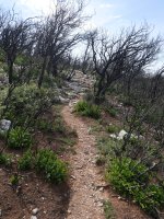 Bidea suteak kiskalitako eremuan barrena, Ibarrako hegoaldeko hegian