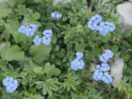 Myosotis alpestris Auñamendi aldean