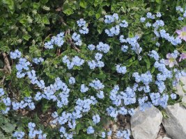 Myosotis alpestris Auñamendi aldean