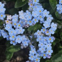 Myosotis alpestris Auñamendi aldean