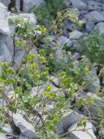 Thalictrum macrocarpum Auñamendiko bidean
