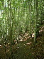 Arrakogoitiko ur-jauzirako bidea