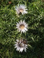 Carlina acaulis, oso ugari Otxogorrigaina mendiaren iparraldeko isurialdean