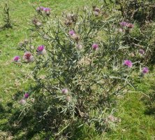 Cirsium eriophorum Ulizar mendian