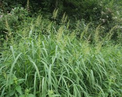 Echinochloa crus-galli Alkiza aldean