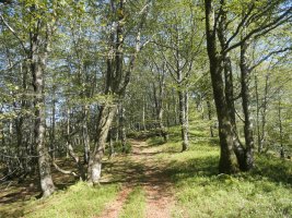 Ollargarate aldeko pasarte bat