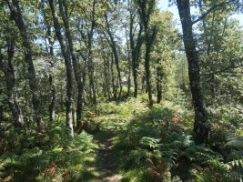 Apitoko lepora heltzen