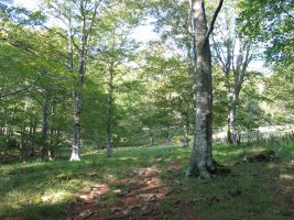 Hegoaldeko isurialdeko basoan barrena