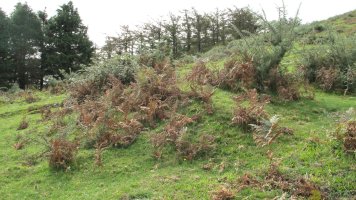 Bulatxiki etxola hondoa, Arantza-Sunbilla