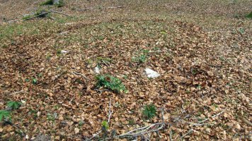 Bagaritxa 4 tumulua, Goñi