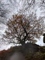 Urtsumendiko aitzarteko haritza