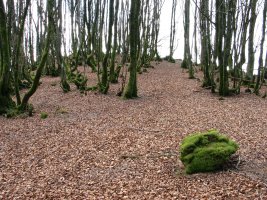 Unboto. Tontorraren inguruak