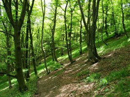 Bidea iparraldeko isurialdeko basoan barrena