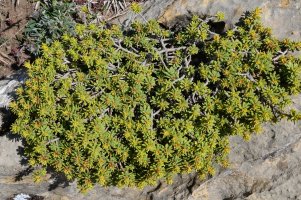 Thymelaea nivalis Petraficha mendian