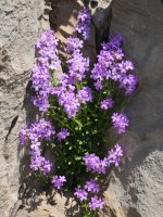 Erinus alpinus, Budogiako hegoaldeko korridorean