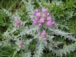 Carduus carlinoides, Budogiaren hegoaldeko isurialdean