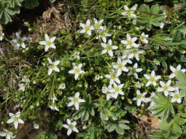 Arenaria moehringioides, Budogiaren hegoaldeko isurialdean