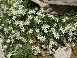 Arenaria moehringioides, Budogiaren hegoaldeko isurialdea