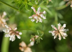 Dorycnium pentaphyllum, Irurtzun aldean