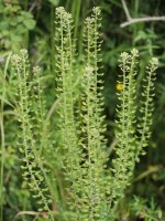 Lepidium campestre Irurtzun aldean
