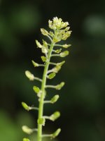 Lepidium campestre Irurtzun aldean