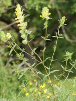 Rhinanthus angustifolius Irurtzun aldean