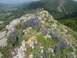 Allegain Ekialdekoa, tontorra