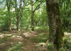 La Balsa lepotik basoan barrena Plazaola aldera jaisten bidea