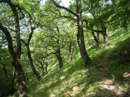 Haitz Txikiko lepora igotzen den bidea