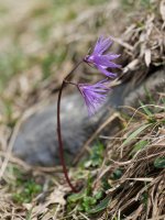 Soldanella alpina, Atxerito iboiaren inguruetan