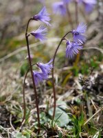 Soldanella alpina, Atxerito iboiaren inguruetan