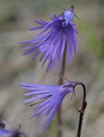 Soldanella alpina, Atxerito iboiaren inguruetan