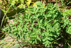 Seseli libanotis, Borregil mendian