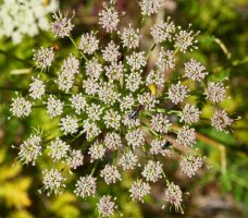 Seseli libanotis, Borregil mendian