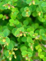 Hypericum nummularium Lapazarra mendian, karaitz arteko zulo batean