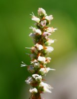 Persicaria vivipara, Lapazarra mendian