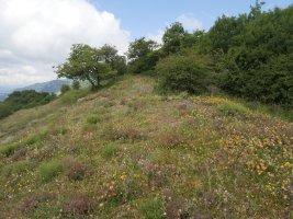 Arritxiki tontorra udaberrian