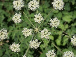 Laserpitium nestleri Larrondoa mendiaren gandorrean